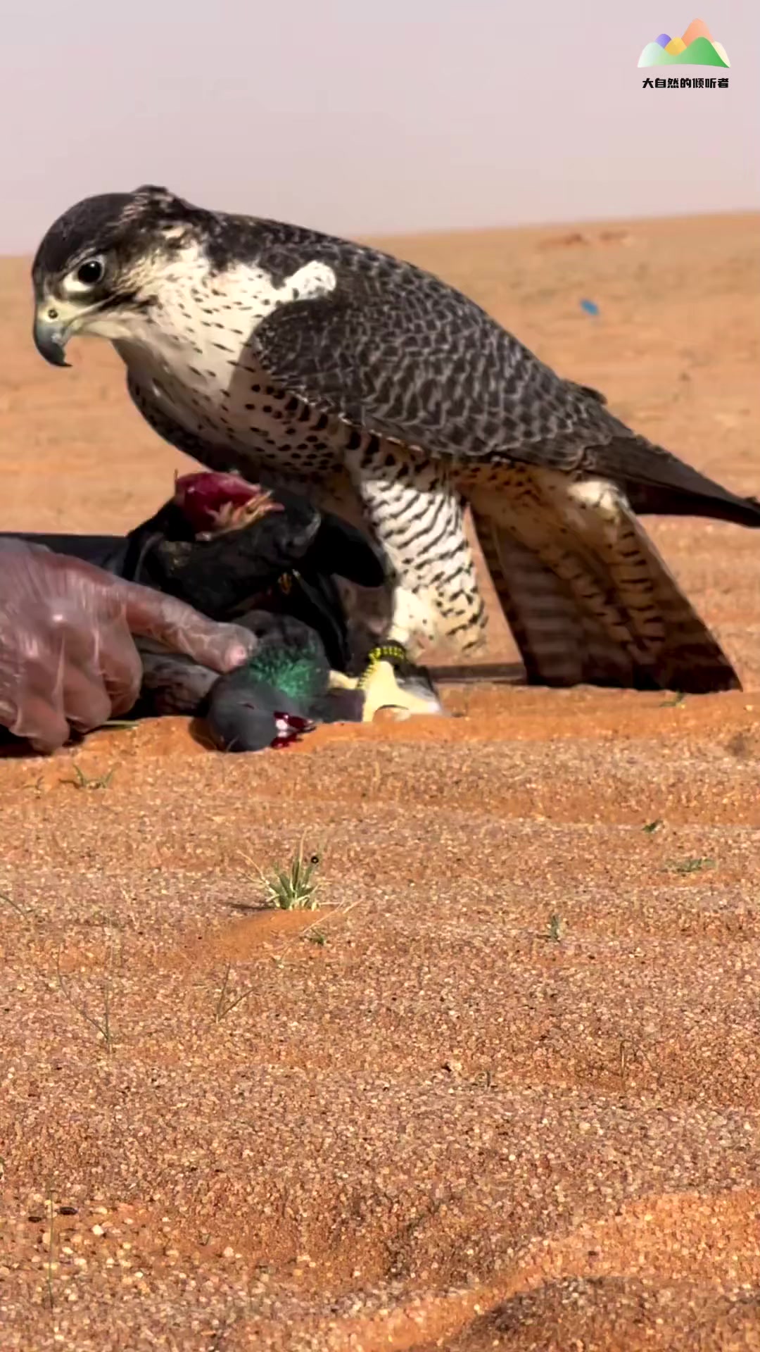 老鹰队员训练备战下一场比赛 老鹰队员训练备战下一场比赛